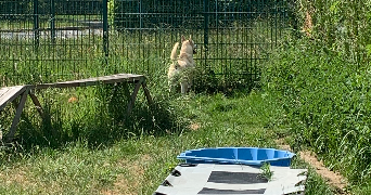 safiyya pet sitter à colleret 59680_9