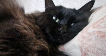 louna pet sitter à BESANCON 25000_2