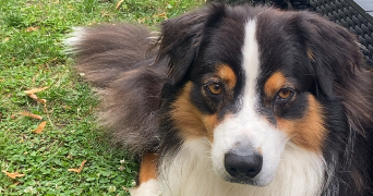 eugenie pet sitter à JOUY SUR EURE 27120_4