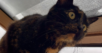 jessica pet sitter à TOURS 37100_1