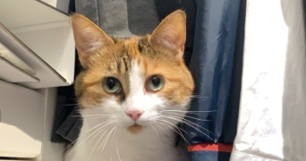 sabrina pet sitter à Morsang sur Orge 91390_7