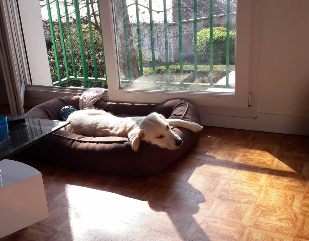 marie pet sitter à Chelles 77500_3