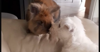 camille pet sitter à BEGLES 33130_4
