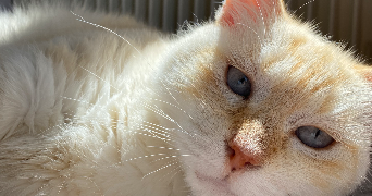 loann pet sitter à Saint Cyr sur Loire 37540_2