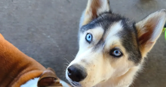 tony pet sitter à VILLEMADE 82130_9