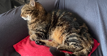 solenn pet sitter à LEVALLOIS PERRET 92300_1