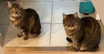 maëva-allison pet sitter à PONTOISE 95300_3