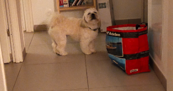 neila pet sitter à CASTELNAU LE LEZ 34170_5