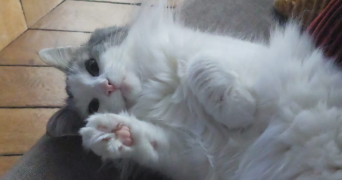 sabrina pet sitter à PANTIN 93500_1