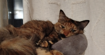 christine pet sitter à EYGUIERES 13430_0