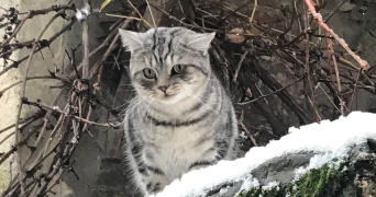 elodie pet sitter à NEUILLY SUR MARNE 93330_9