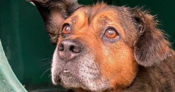 alexia pet sitter à SOISY SUR SEINE 91450_0