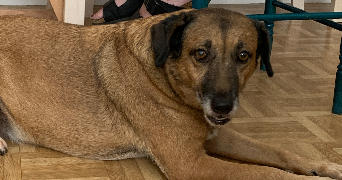 lolly pet sitter à TOURS 37000_5