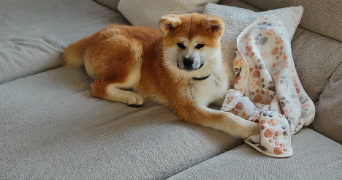claire pet sitter à ST SYMPHORIEN SUR SAONE 21170_9
