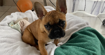 loan pet sitter à BREST 29200_2