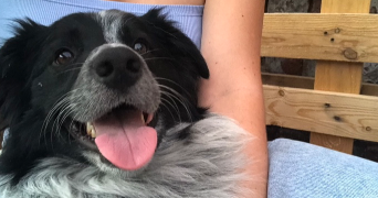 coline pet sitter à Tincques 62127_5
