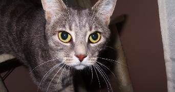 ambre pet sitter à MARSEILLE 01 13001_1