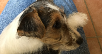 romane pet sitter à MONTPELLIER 34000_3