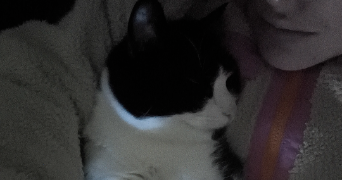 heloise pet sitter à ROUSSILLON 38150_0