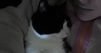 heloise pet sitter à ROUSSILLON 38150