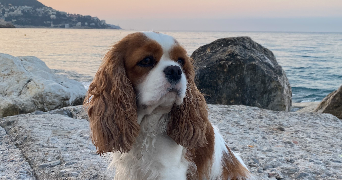 clémentine pet sitter à SEVRES 92310_1