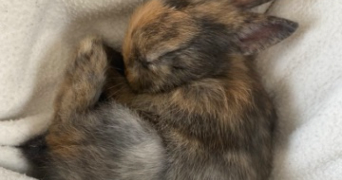 luna pet sitter à CACHAN 94230_1