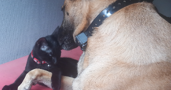 megane dog sitter à CAVAILLON 84300_1