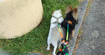 irène pet sitter à GUIGNEN 35580_2