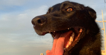 gregory pet sitter à DUNKERQUE 59240_2