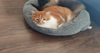 mathilde pet sitter à LE GARRIC 81450_3
