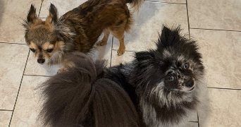 isaline pet sitter à JONZAC 17500_5