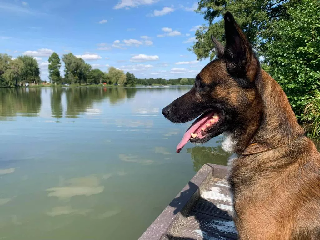 eleonore pet sitter à Ingré 45140