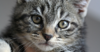 lola pet sitter à TOURCOING 59200_2
