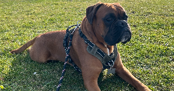 juliette pet sitter à FREPILLON 95740_5