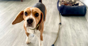 marie pet sitter à PARIS 19 75019_7