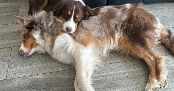 eddie pet sitter à VIGNEUX SUR SEINE 91270_0