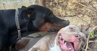 joana pet sitter à ST OUEN L AUMONE 95310_8