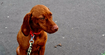 marine pet sitter à PARIS 20 75020_7