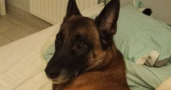 emmy pet sitter à PONTOISE 95300_1