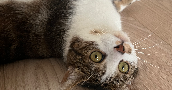 lisa-marie pet sitter à ST RAPHAEL 83700_1