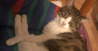 sophie pet sitter à MARQUETTE LEZ LILLE 59520_5