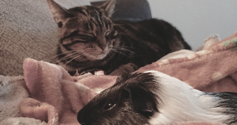 roxanne pet sitter à GUILHERAND GRANGES 07500_2