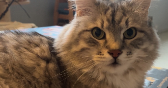 elena pet sitter à CLAMART 92140_4