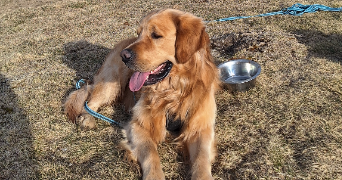 maëlys pet sitter à TALENCE 33400_1