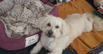 anne-sophie pet sitter à LA CHEVROLIERE 44118_7