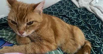 océane pet sitter à AMIENS 80080_1