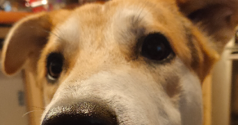 joséphine pet sitter à PANTIN 93500_3