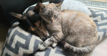 lucile pet sitter à AMIENS 80000_3