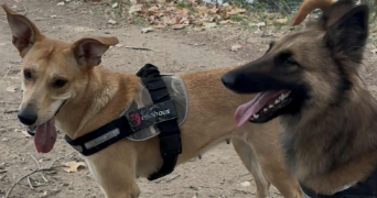 ines pet sitter à BEZIERS 34500_6