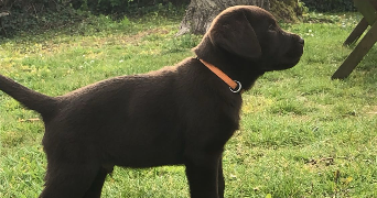 camille pet sitter à LE HAVRE 76600_2